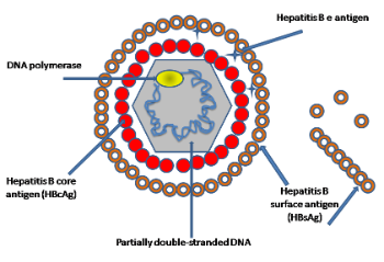 The Hepatitis B Virus